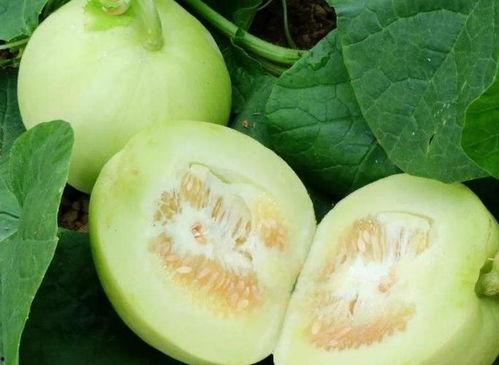 肥子瓜可以吃吗,美味可口的天然食材，你了解多少？