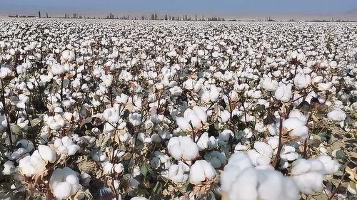 农民棉花地吃瓜